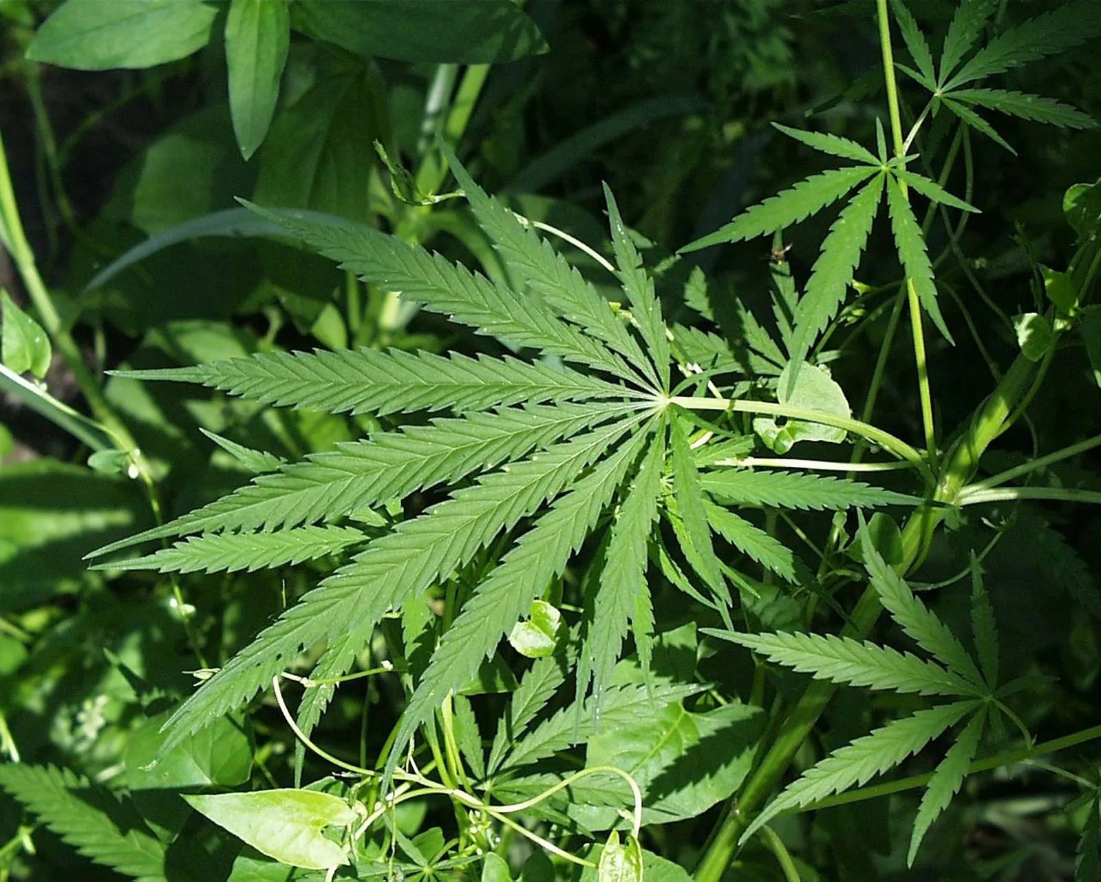 Alabama’s Hemp Industry Could Be in Trouble — Here’s What’s Happening