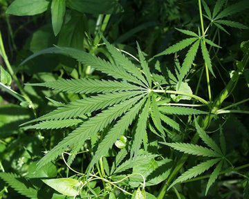 Alabama’s Hemp Industry Could Be in Trouble — Here’s What’s Happening