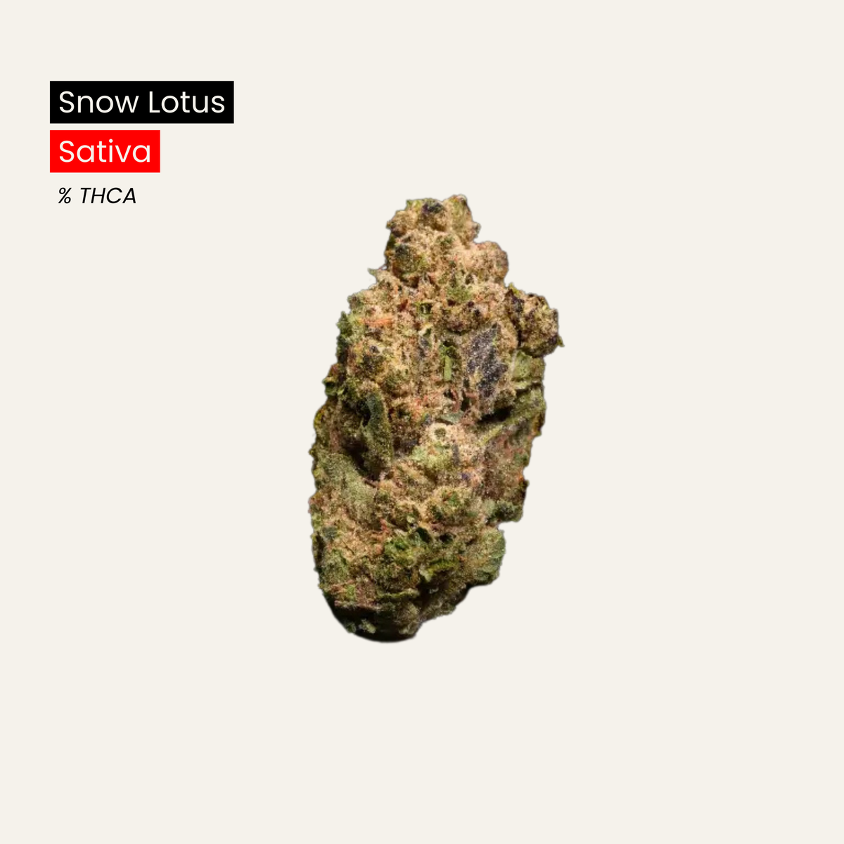 Snow Lotus