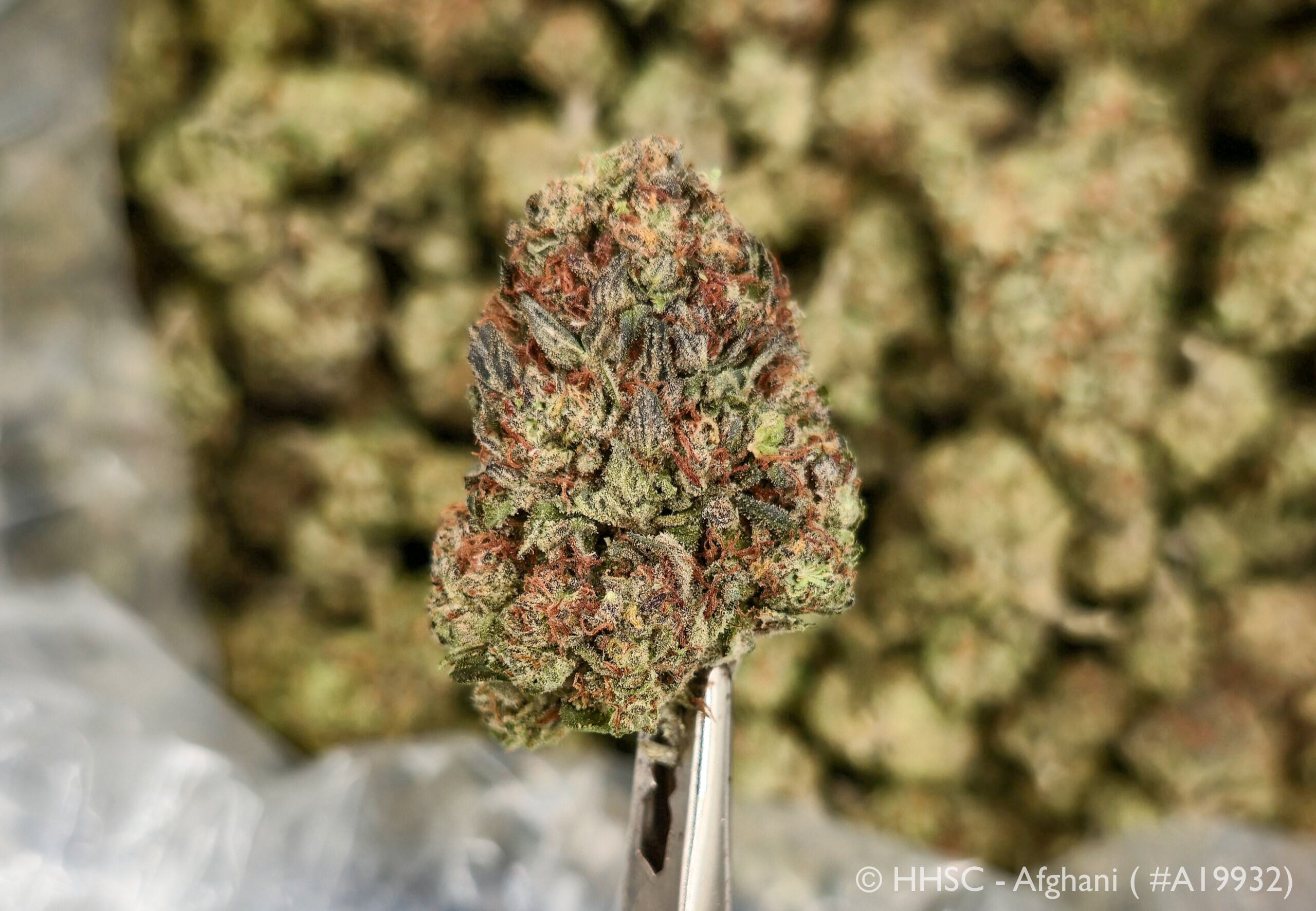Afghani - 23.48% THCa Indica