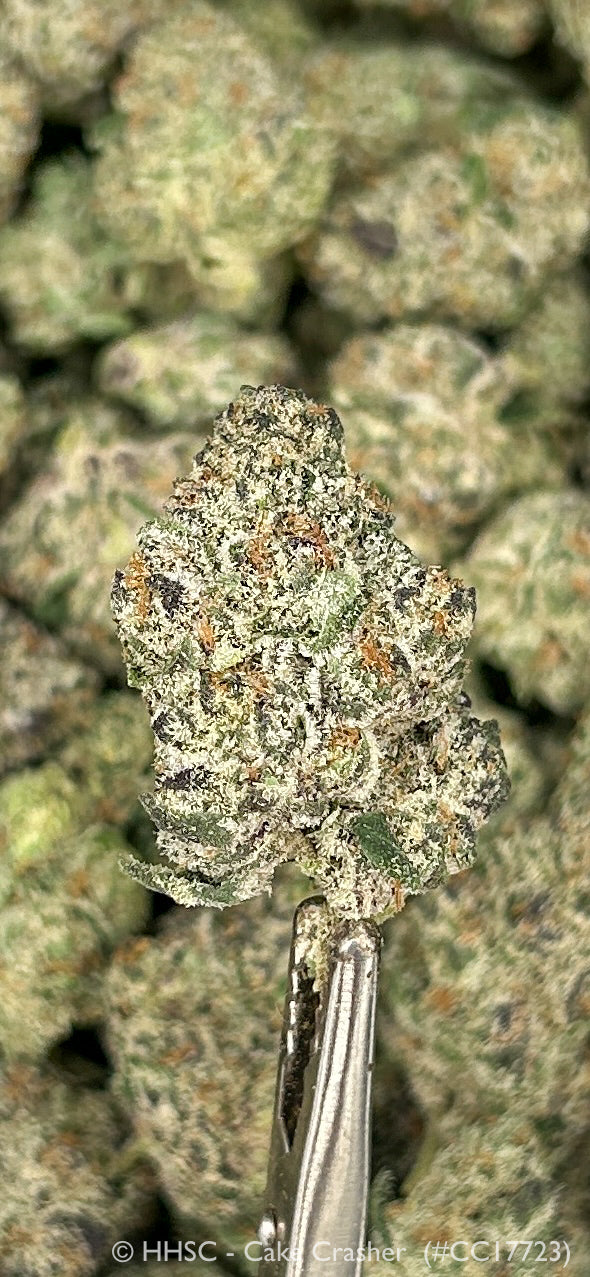 Cake Crasher - 26.85% THCa Hybrid