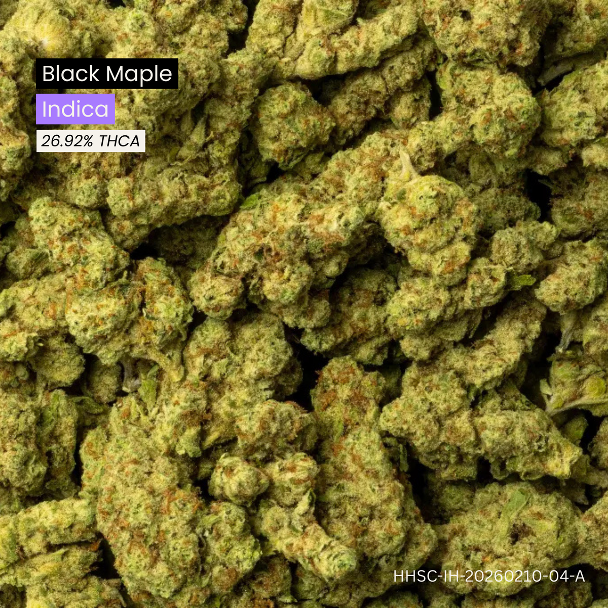 Black Maple