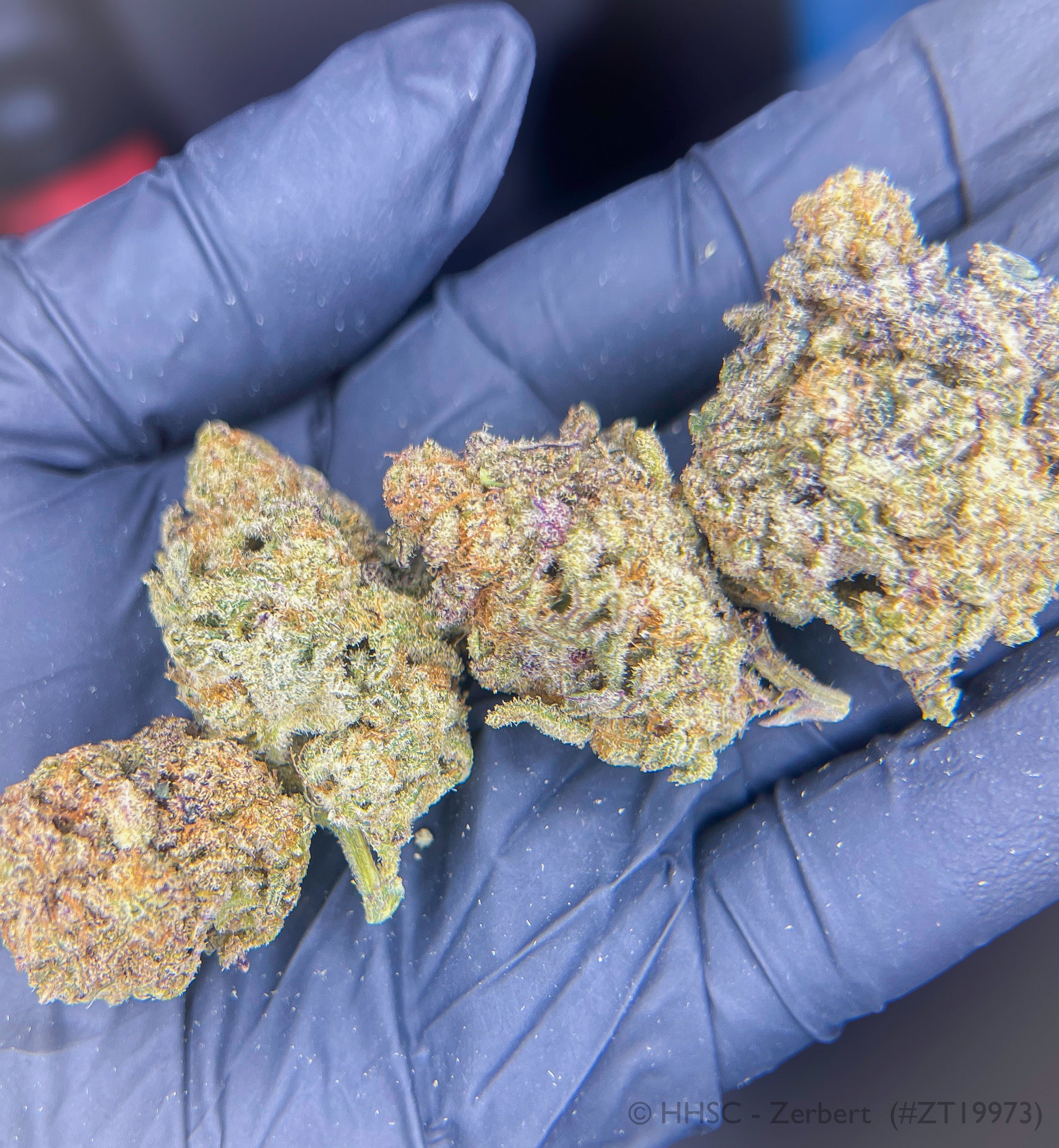 Zerbert - 24.87% THCa Hybrid