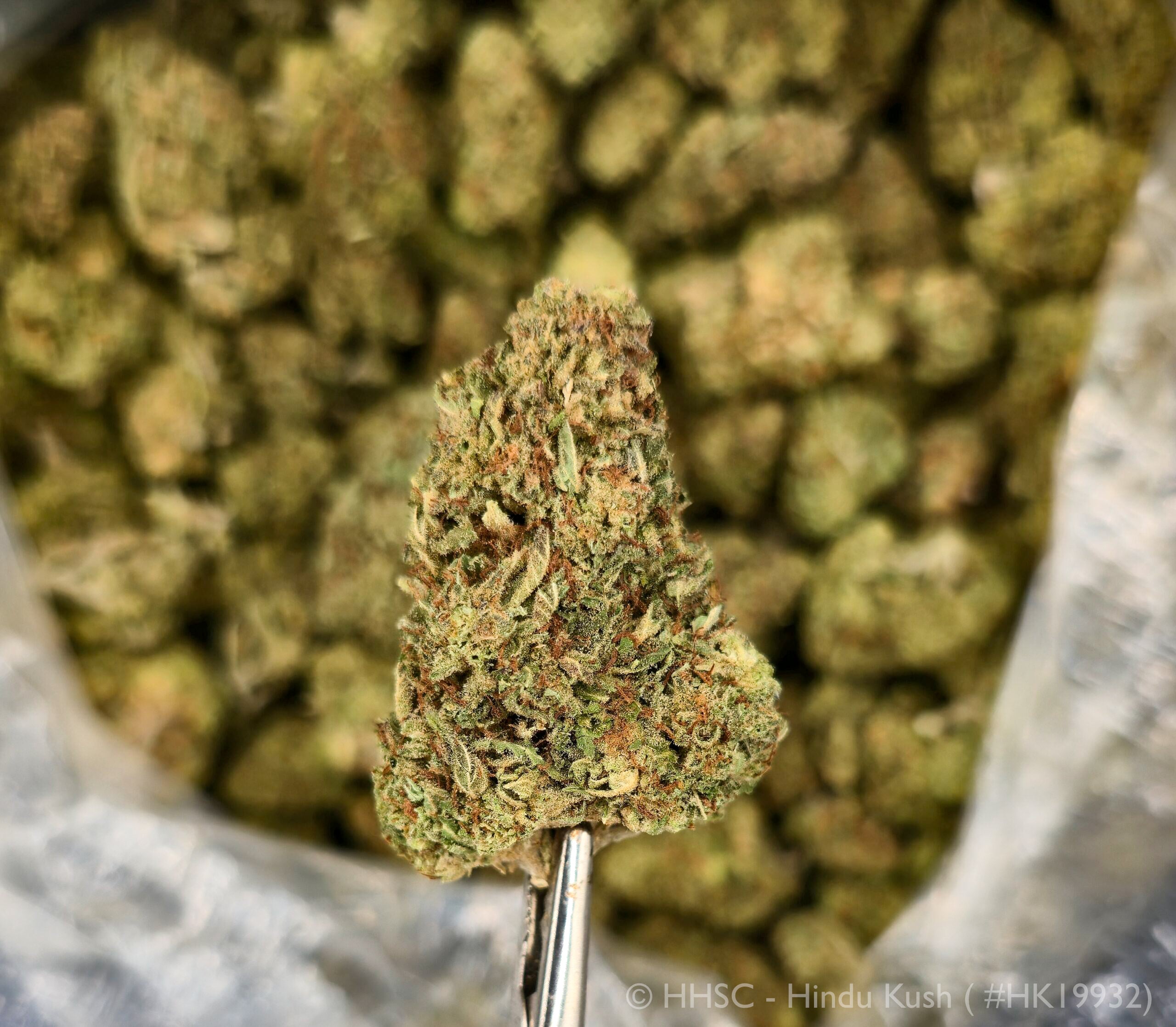 Hindu Kush - 26.08% THCa Indica