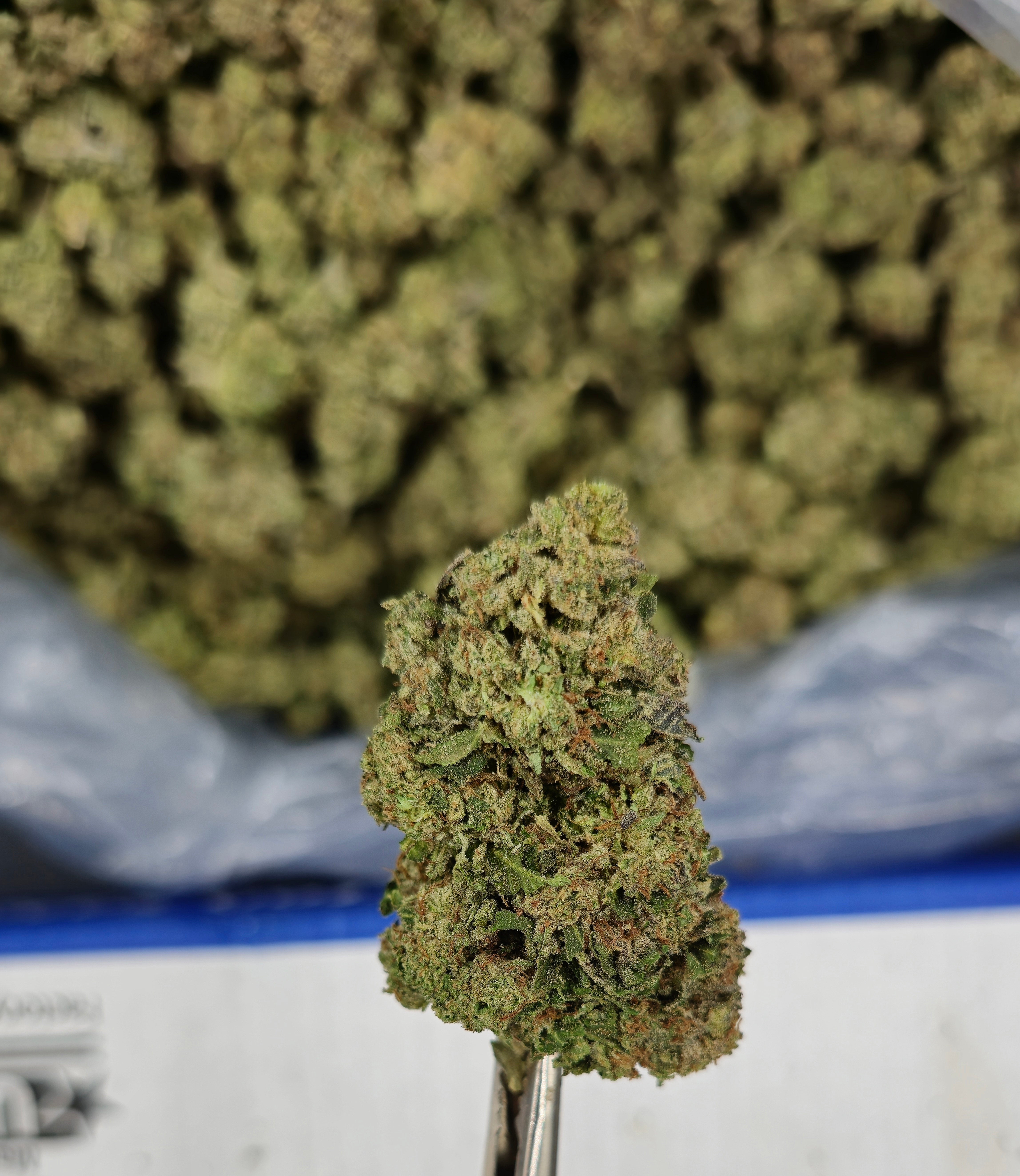 Northern Lights - 23.92% THCa Indica