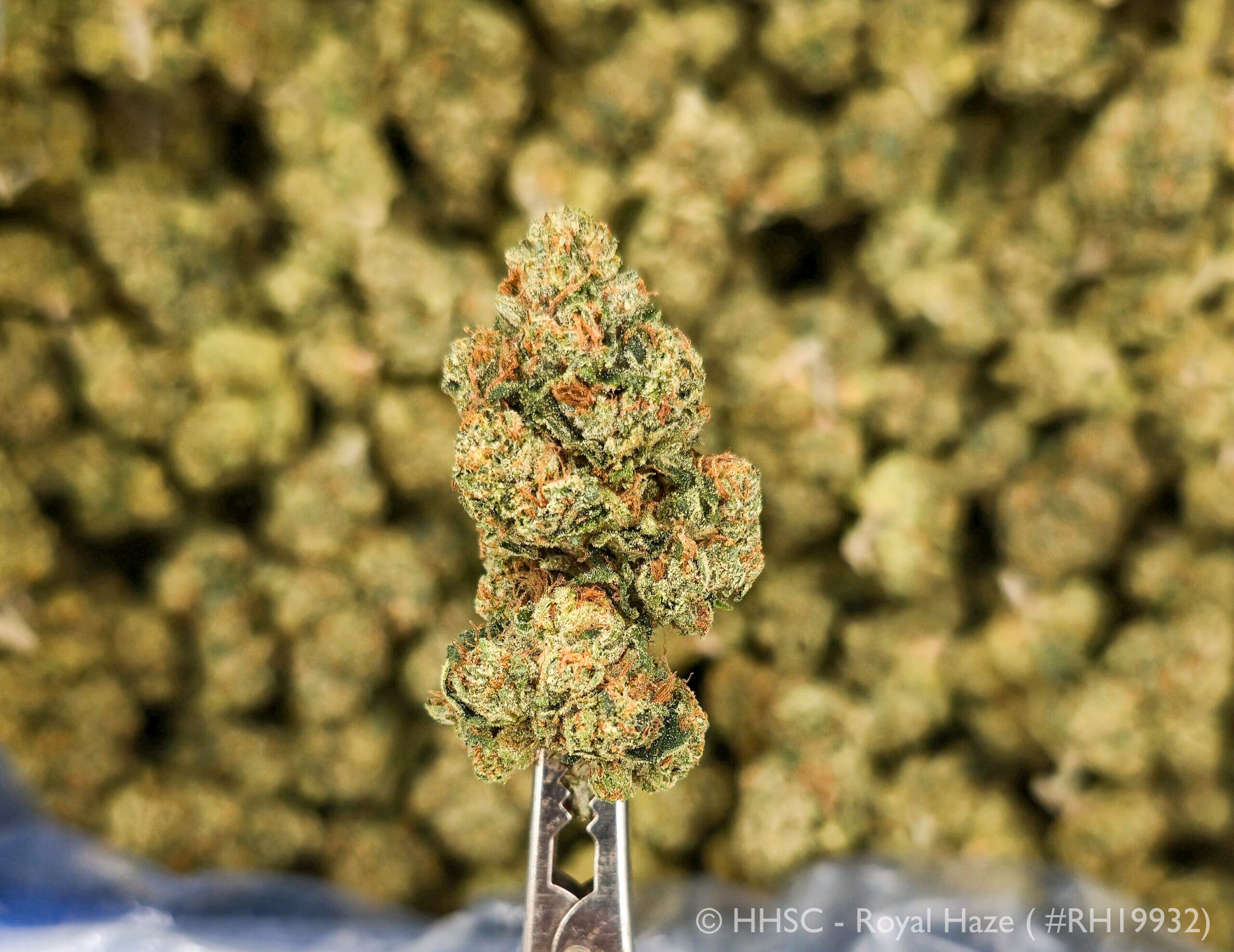 Royal Haze - 24.87% THCa Sativa